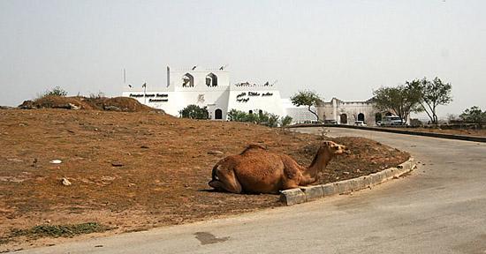 10 Camel in front of our Restaurant